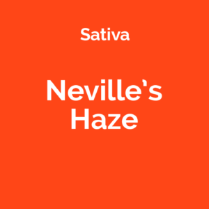 Neville's Haze - odmiana marihuany sativa