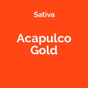 Acapulco Gold - odmiana marihuany sativa