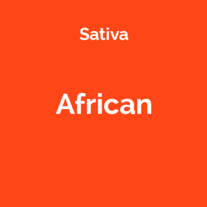 African - odmiana marihuany sativa