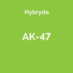 AK-47 - hybrydowa odmiana marihuany (hybryda)