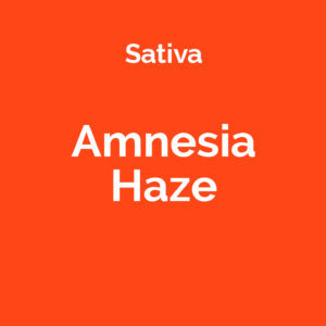 Amnesia Haze - odmiana marihuany sativa