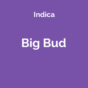 Big Bud - odmiana marihuany indica