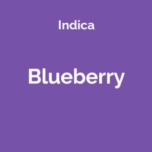 Blueberry - odmiana marihuany indica