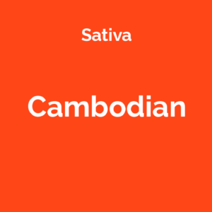 Cambodian - odmiana marihuany sativa