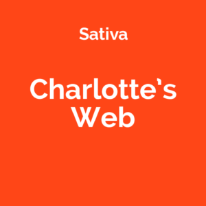 Charlotte's Web - odmiana konopi sativa