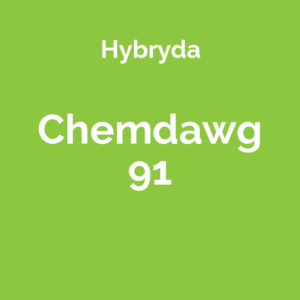 Chemdawg 91 - hybrydowa odmiana marihuany