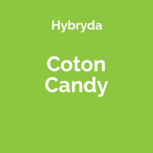 Cotton Candy - odmiana marihuany hybrydowa