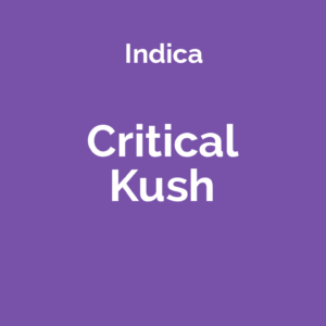 Critical Kush - odmiana marihuany indica