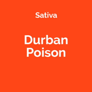 Durban Poison - odmiana marihuany sativa