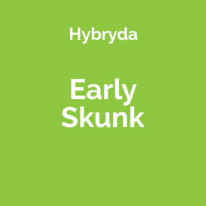 Early Skunk - hybryda odmiany marihuany