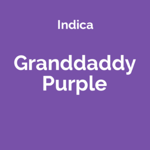 Granddaddy Purple - odmiana marihuany indica