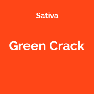 Green Crack - odmiana marihuany sativa