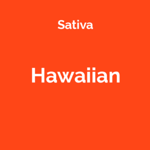 Hawaiian - odmiana marihuany sativa