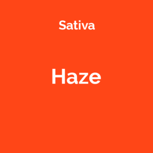 Haze - odmiana marihuany sativa