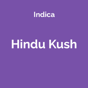 Hindu Kush - odmiana marihuany indica