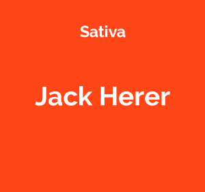 Jack Herer - odmiana marihuany sativa