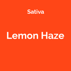 Lemon Haze - odmiana marihuany sativa