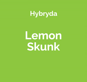 Lemon Skunk - hybrydowa odmiana marihuany