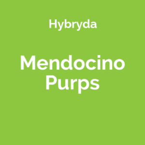 Mendocino Purps - odmiana marihuany hybrydowa (hybrydy)