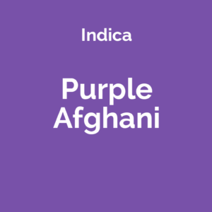 Purple Afghani - odmiana marihuany indica