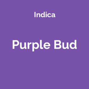 Purple Bud - odmiana marihuany indica