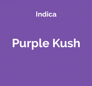 Purple Kush - odmiana marihuany indica