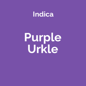 Purple Urkle - odmiana marihuany indica