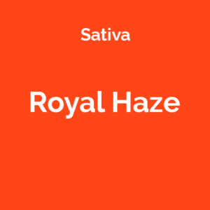 Royal Haze - odmiana marihuany sativa