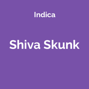 Shiva Skunk - odmiana marihuany indica