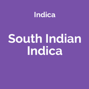 South Indian Indica - odmiana marihuany indica
