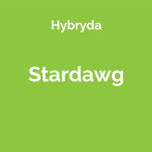 Stardawg - odmiana marihuany hybrydowa
