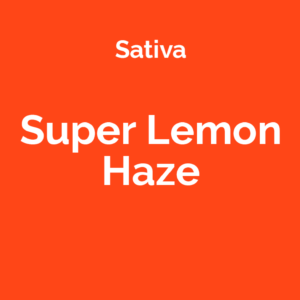 Super Lemon Haze - odmiana marihuany sativa