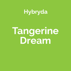 Tangerine Dream - odmiana marihuany hybrydowa