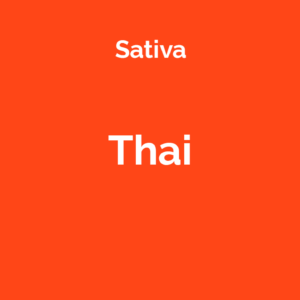 Thai - odmiana marihuany sativa