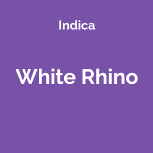White Rhino - odmiana marihuany indica