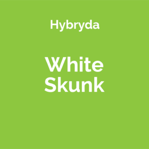 White Skunk - odmiana marihuany hybrydowa