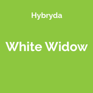White Widow - hybrydowa odmiana marihuany (hybryda)