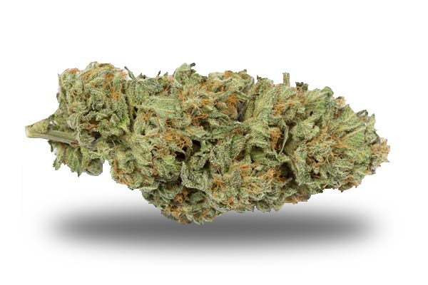Bubba Kush odmiana i nasiona marihuany