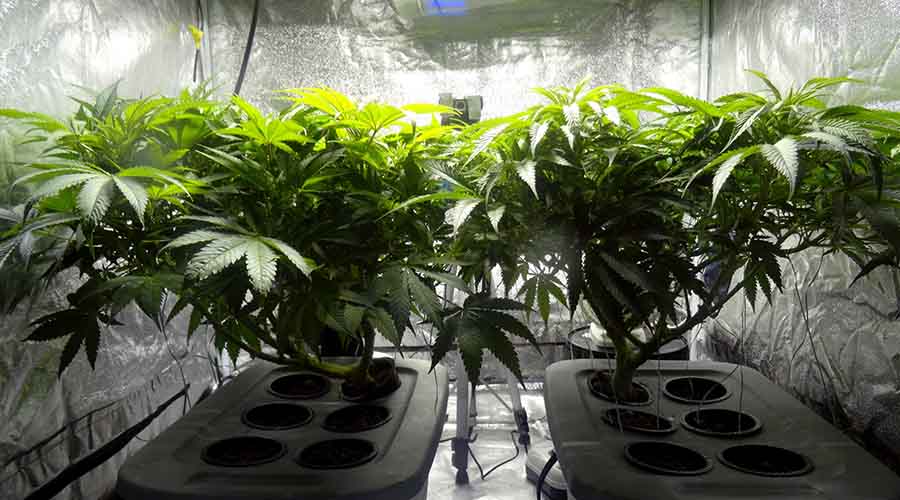 Miejsce do uprawy marihuany indoor