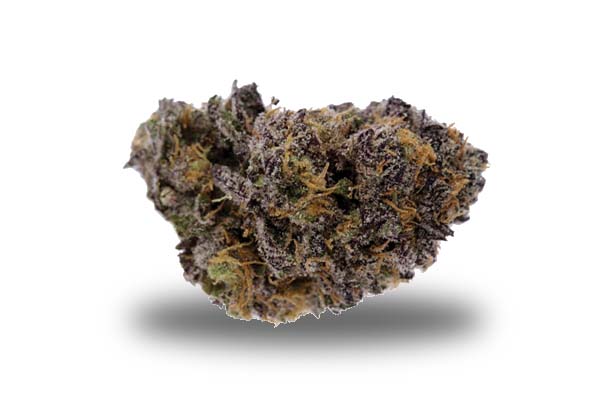 Purple Kush odmiana i nasiona marihuany