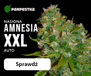 Nasiona marihuany PanPestka
