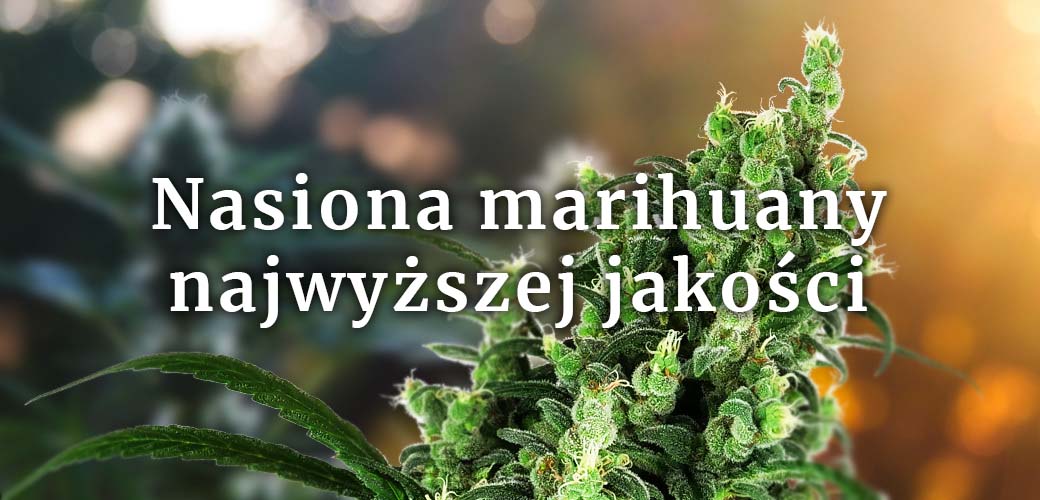 Sensi Seeds nasiona marihuany
