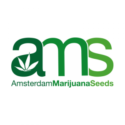 Amsterdam Marijuana Seeds AMS