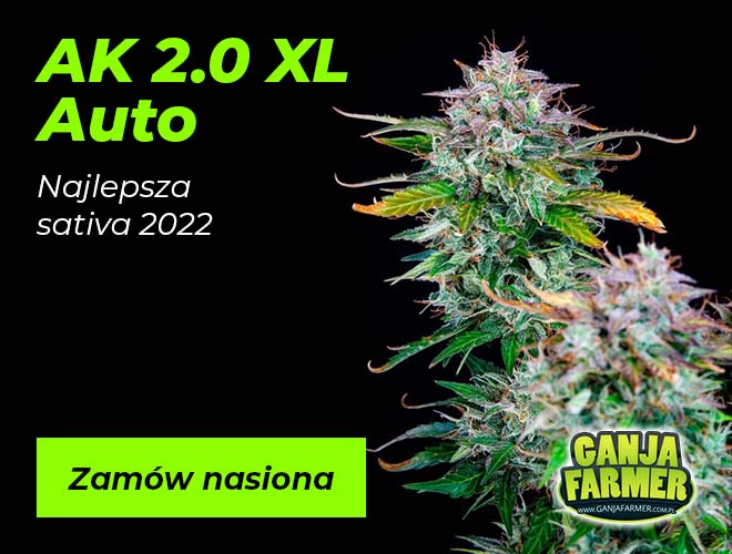 Nasiona marihuany AK 2.0 Auto