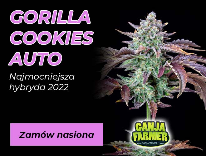 Nasiona marihuany Gorilla Cookies Auto