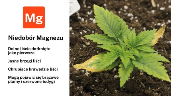 Niedobór magnezu w uprawie marihuany