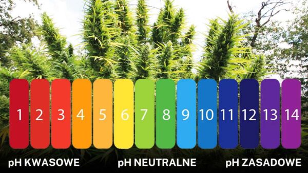 Prawidłowy poziom pH dla uprawy konopi w glebie wynosi 6-7. W przypadku hydroponicznej uprawy konopi pH powinno wynosić 5,8.