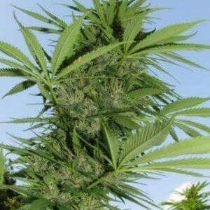 Easy Sativa nasiona marihuany