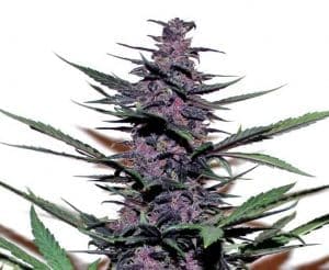 Auto Purple Kush - nasiona marihuany Pan Pestka Crew
