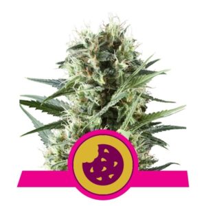 Royal Cookies - nasiona marihuany Royal Queen Seeds